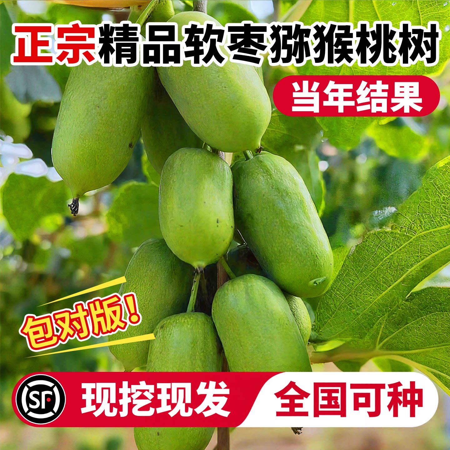 软枣猕猴桃果苗正宗嫁接盆栽地栽图片