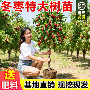 特大枣树活苗庭院室内外地栽盆栽冬枣树苗嫁接苗当年结果不活包补