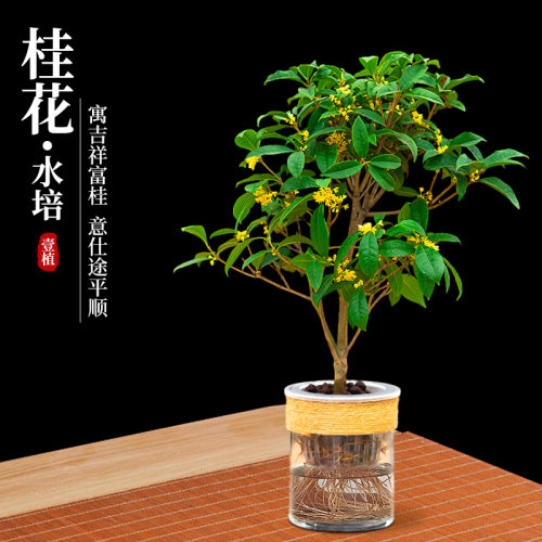 水培桂花盆栽浓香型花卉