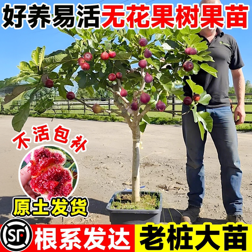 无花果树果苗特大四季老桩包对版