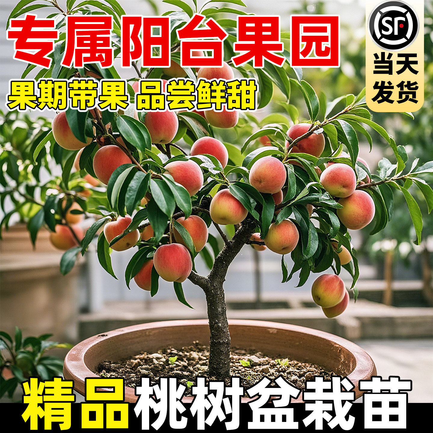 桃树果苗盆栽春雪红桃嫁接黄桃树苗血桃子带土带叶南北方庭院种植,鲜花速递/花卉仿真/绿植园艺,果树,淘宝优惠券,粉丝福利购,淘宝优惠卷