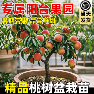 桃树果苗盆栽春雪红桃嫁接黄桃树苗血桃子带土带叶南北方庭院种植