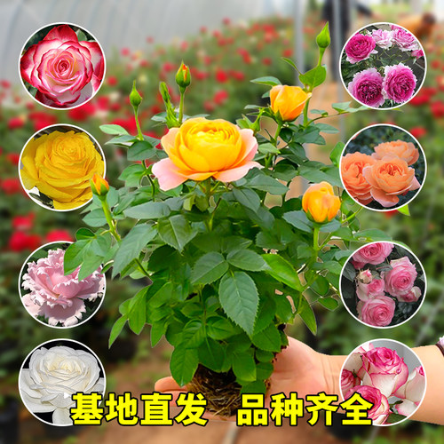 月季花苗灌木爬藤浓香玫瑰