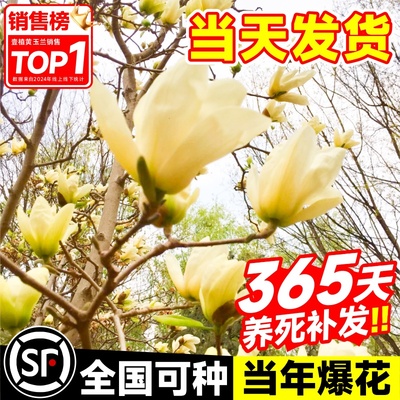 黄玉兰花树苗带花苞大树耐寒黄角兰植物庭院室外四季绿化盆栽开