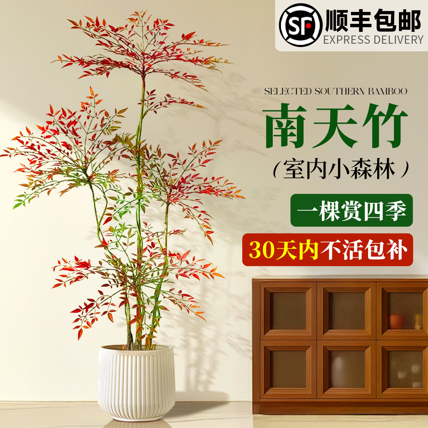 南天竹盆栽客厅真树室内绿植好养图片
