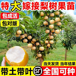 嫁接梨树果苗秋月梨酥脆梨黄金梨果苗树苗南北方庭院地栽盆栽水果