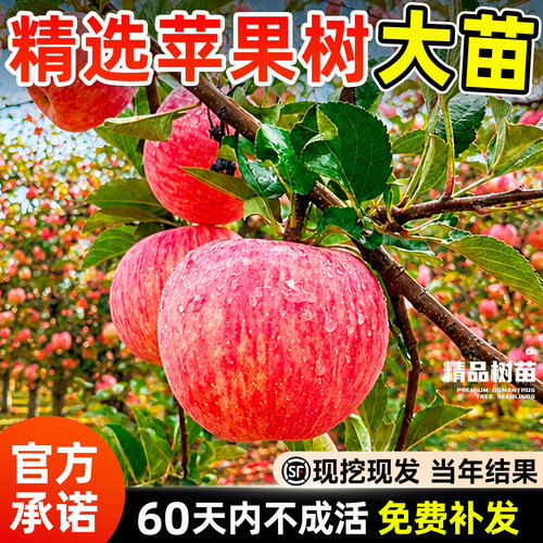 红富士冰糖心苹果树苗当年结果