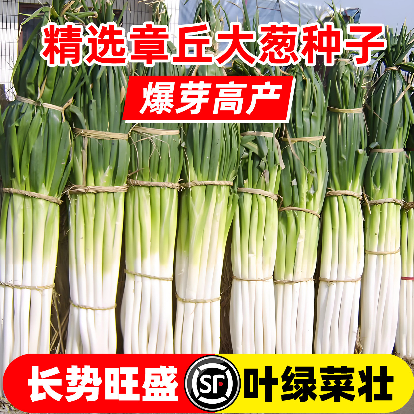 章丘大葱种子山东铁杆东北耐寒耐旱高产抗病春秋播种四季蔬菜种子
