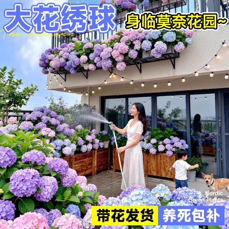 大花绣球花苗无尽夏带苞好养图片