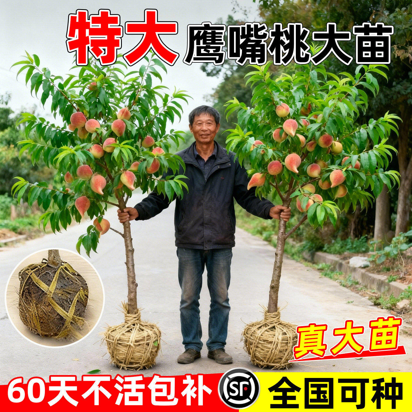 鹰嘴桃树果苗特大脆甜南北方种植图片