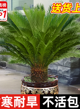 铁树盆栽大型龙铁树绿植盆景客厅室内旺宅树苗树木大盆植物除甲醛