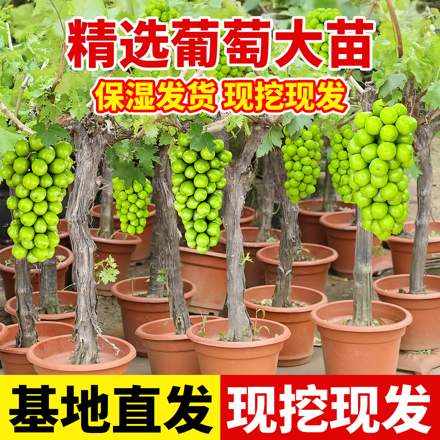 葡萄树苗特大老桩阳光玫瑰庭院地栽盆栽南北种植耐寒爬藤果树果苗,鲜花速递/花卉仿真/绿植园艺,果树,淘宝优惠券,粉丝福利购,淘宝优惠卷