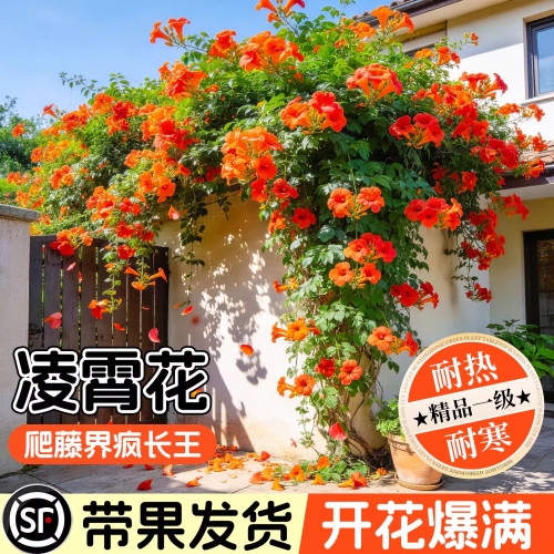 凌霄花爬藤大苗四季耐寒老桩树苗