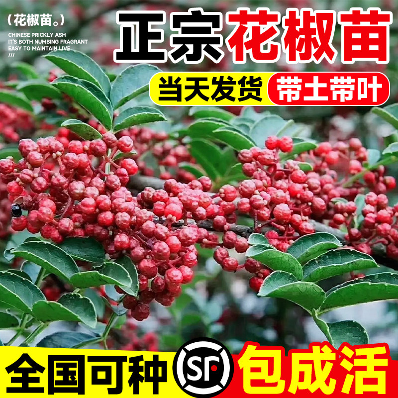 花椒苗树正宗大红袍四川汉源麻椒大苗当年结果九叶青果树庭院种植