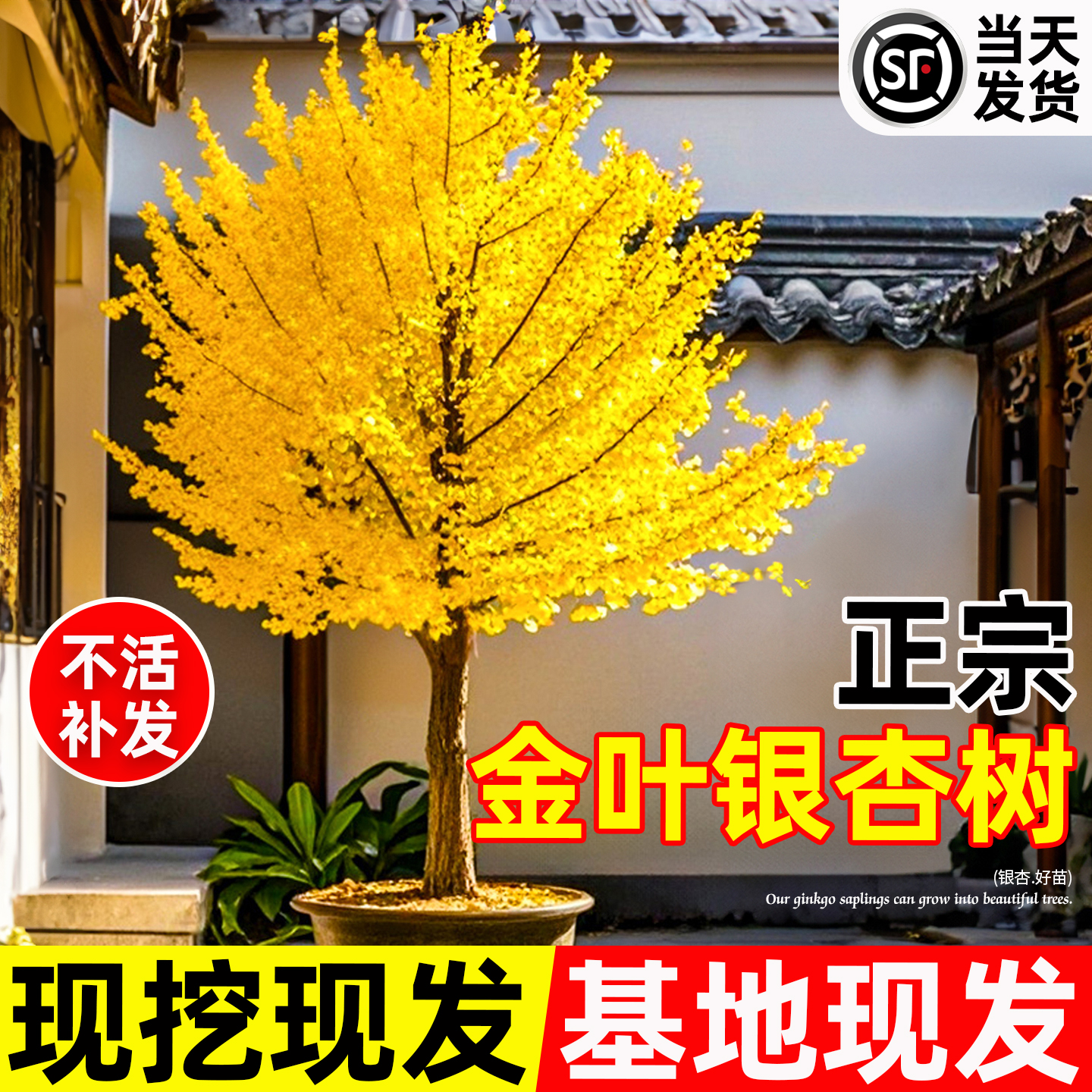 金叶银杏树苗庭院别墅行道树耐寒