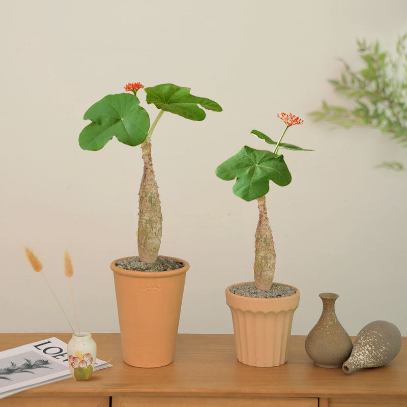 佛肚海棠盆栽老桩客厅办公室内盆景桌面耐养耐旱四季开花观叶植物