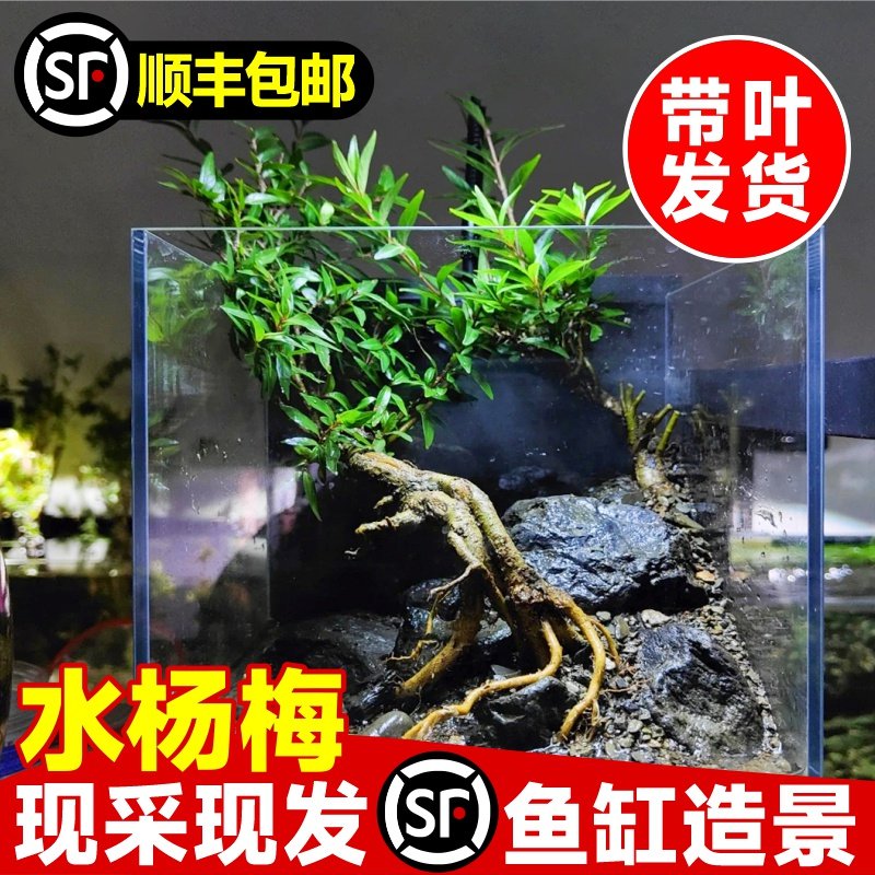 水杨梅鱼缸造景老桩好养活懒人水培植物原生缸溪流缸飘枝绿植盆景