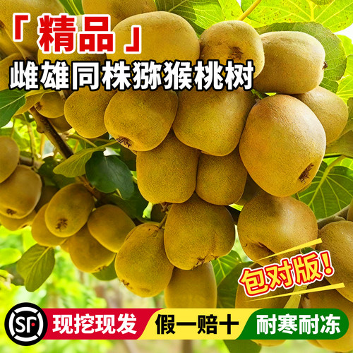 猕猴桃树公母同株耐寒耐旱红心