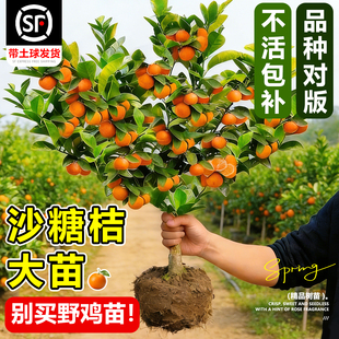 沙糖桔正宗树苗广西砂糖橘树苗南北方种植橙子柑桔无籽橘子树果苗