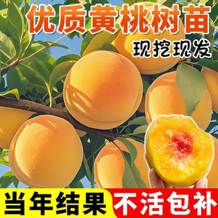 黄桃树苗桃树果苗嫁接果苗南方北方盆栽种植桃苗现挖现发当年结果