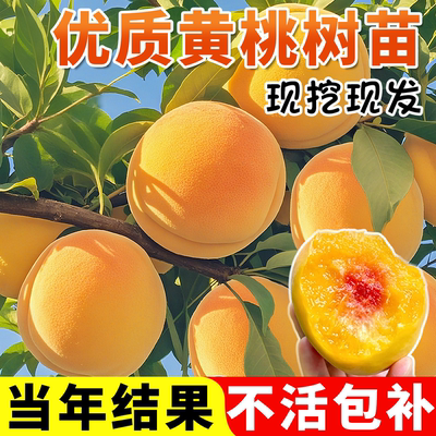 黄桃树苗桃树果苗嫁接果苗盆栽