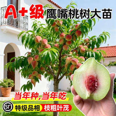 鹰嘴桃树果苗特大脆甜南北方种植