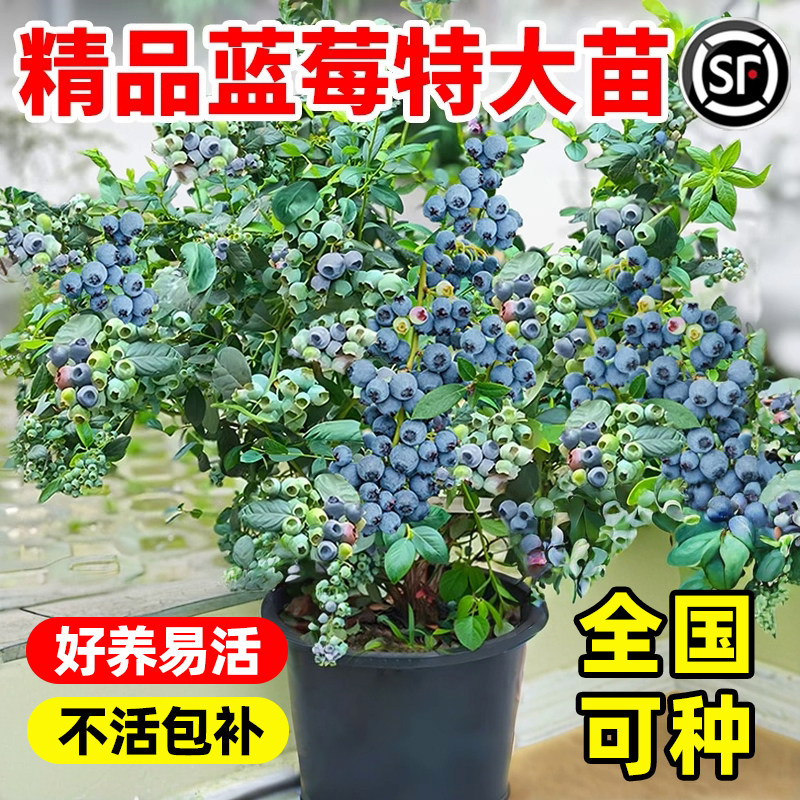 蓝莓树果苗盆栽蓝莓果树苗特大号带果发货南北方种植当年结果l25,鲜花速递/花卉仿真/绿植园艺,果树,淘宝优惠券,粉丝福利购,淘宝优惠卷