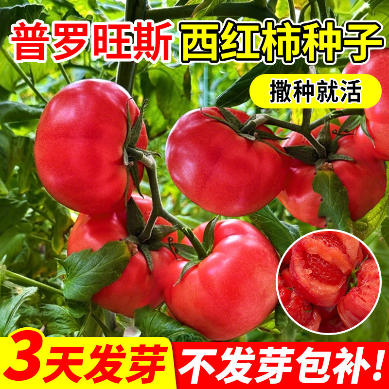 普罗旺斯西红柿种子四季种植
