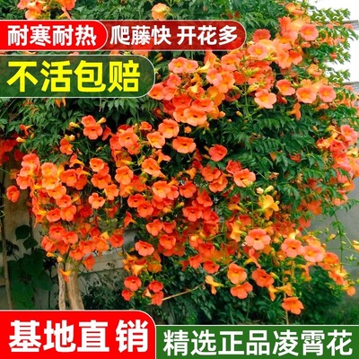 壹植凌霄花树苗爬藤大苗紫藤