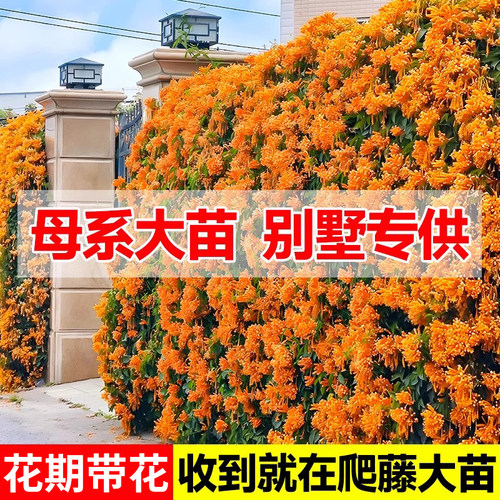炮仗花爬藤植物四季耐寒盆栽阳台别墅庭院