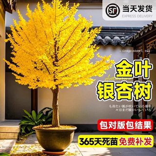 银杏树活苗带土盆栽金叶白果庭院别墅落叶风景绿化行道树小苗种植