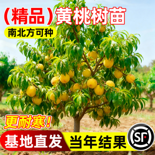 黄桃树果苗耐寒带土南北方种嫁接冬桃黄油桃水蜜桃子庭院地栽果树
