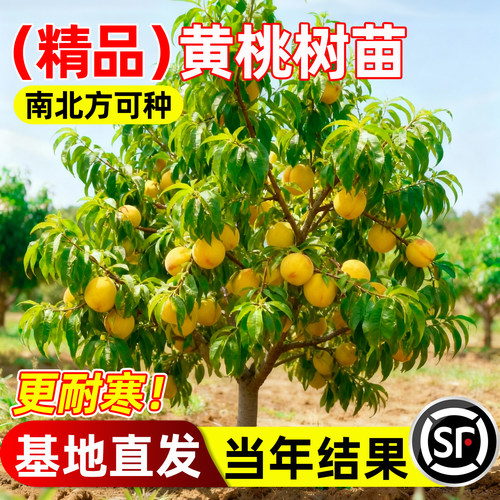 耐寒黄桃树果苗四季带土当年结果