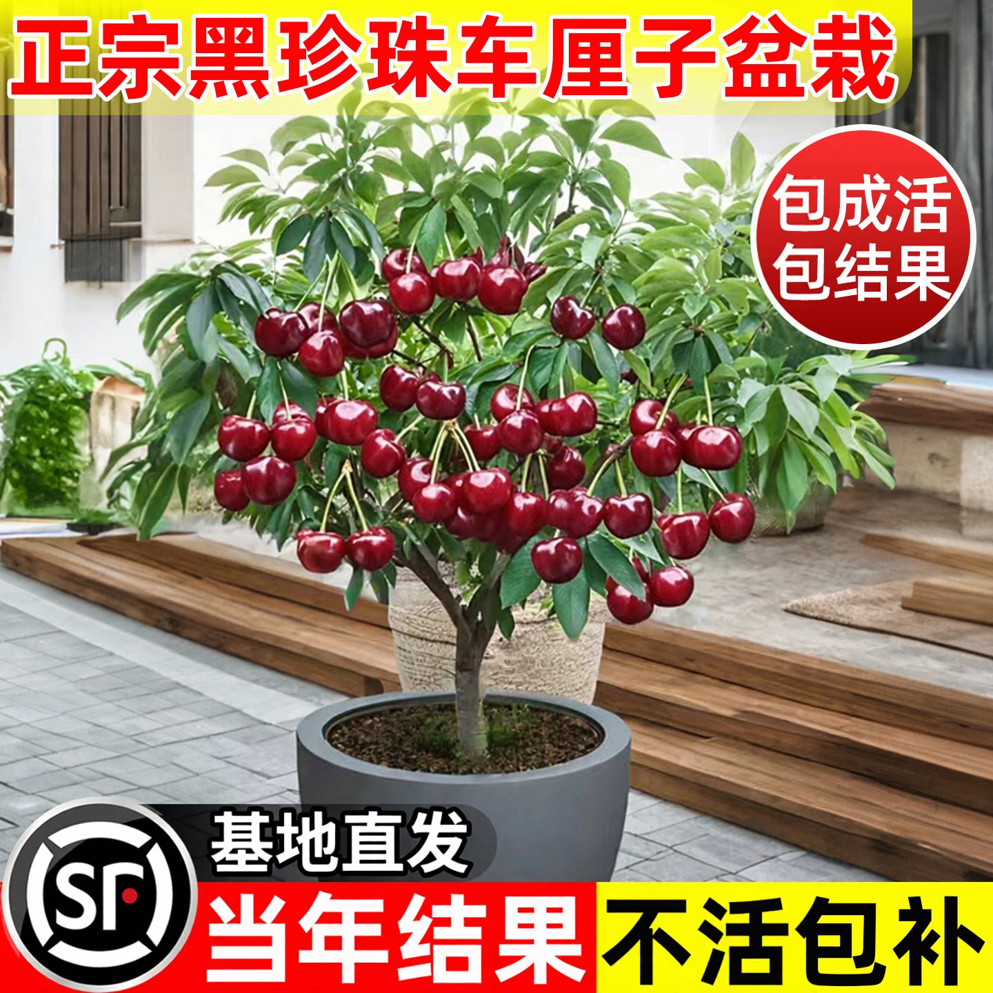 黑珍珠樱桃树苗车厘子苗盆栽地栽果树果苗美早嫁接苗南方北方种植