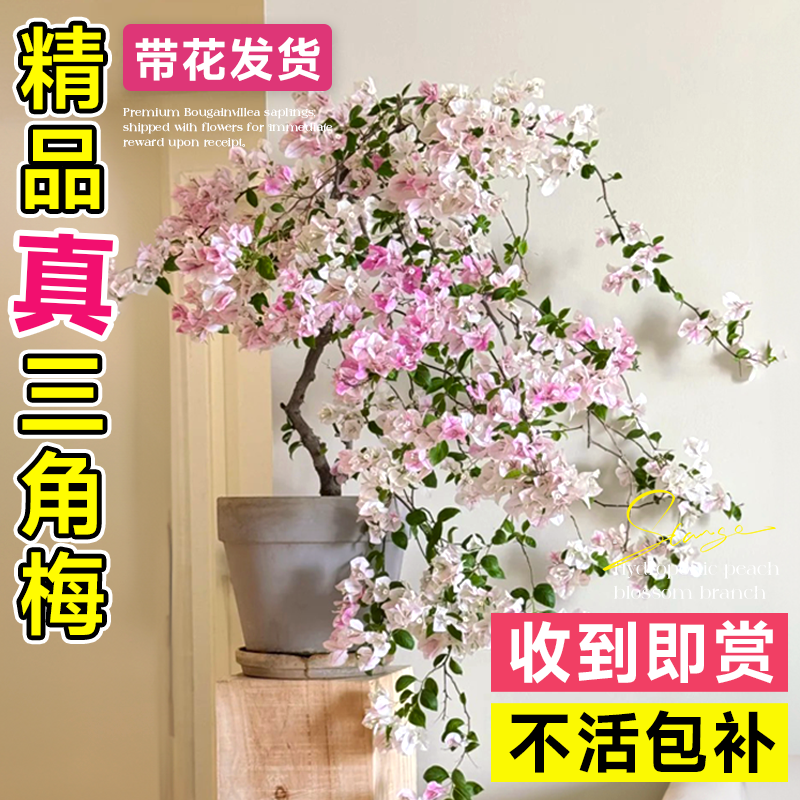 飘枝三角梅盆栽重瓣四季开花