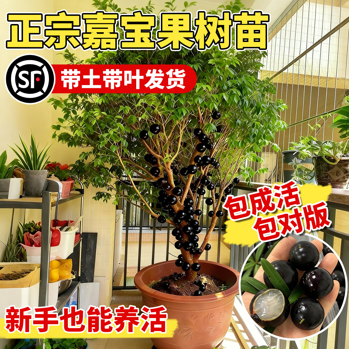 壹植正宗嘉宝果苗当年结果图片