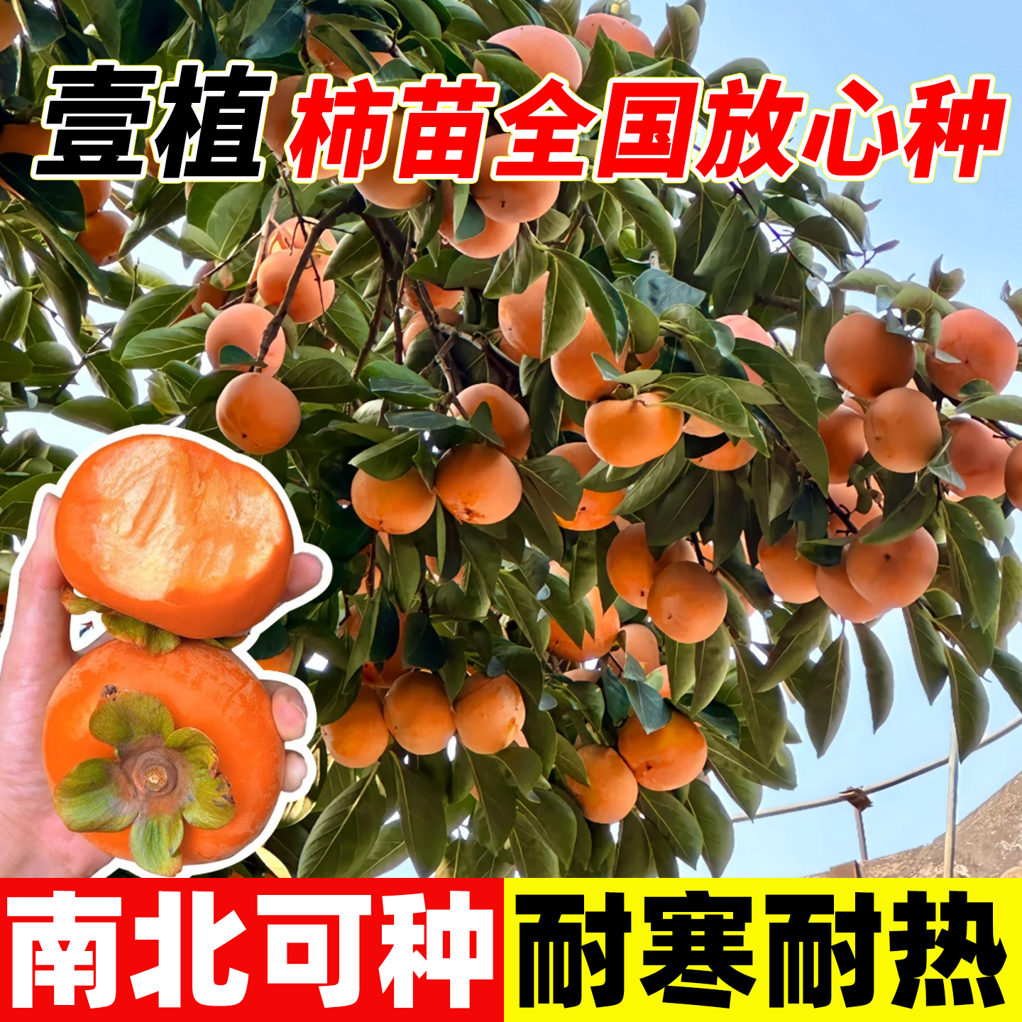 柿子树全国可种耐寒庭院地栽树苗