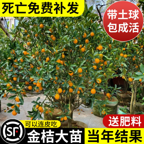脆皮金桔树盆栽果树苗当年结果