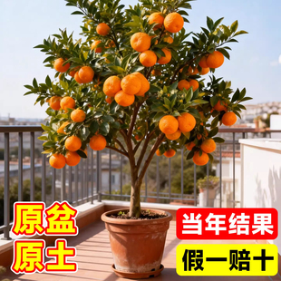 正宗四川春见耙耙柑树苗带土嫁接苗丑橘粑粑柑盆栽橘子树果树果苗