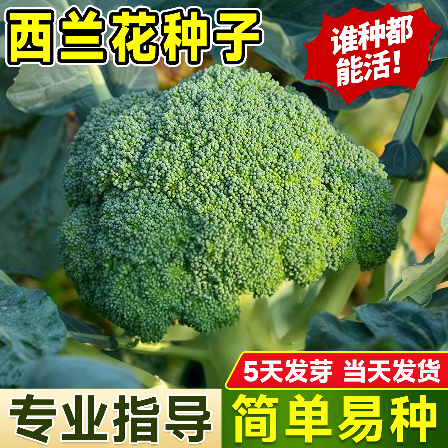 高产有机西兰花种子耐寒抗病早熟图片