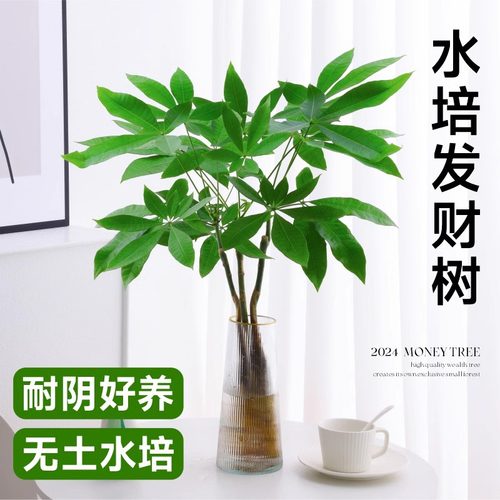 水培发财树盆栽室内招财树