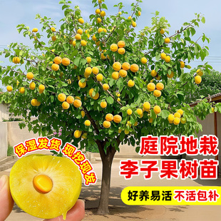 正宗蜂糖李子树苗新品种南北方种植耐寒特大嫁接耐寒盆栽地栽果树