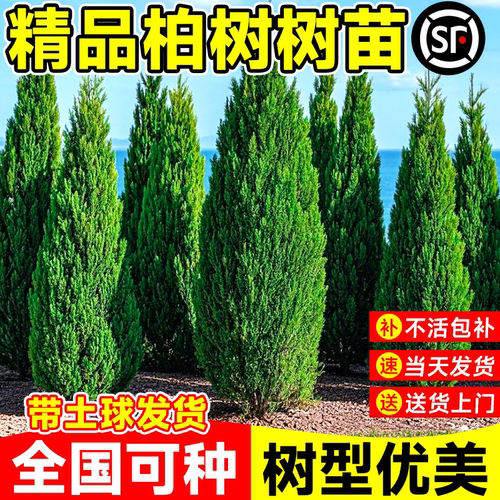 柏树树苗四季常青好养活耐寒植物