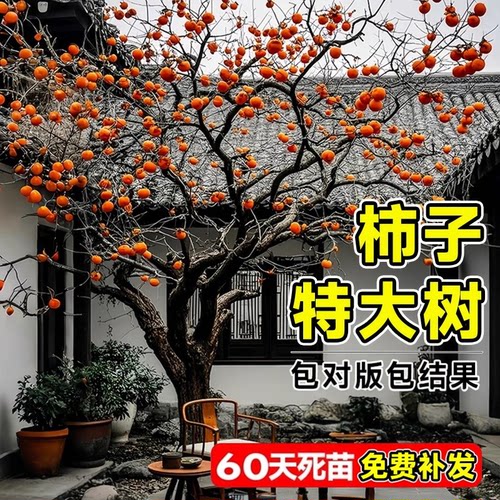 柿子树特大苗脆甜阳丰太秋