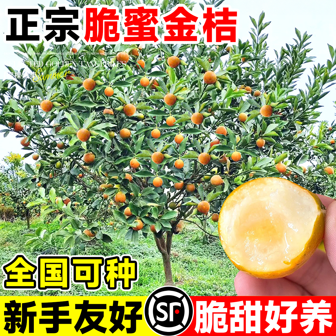金桔树树苗四季脆皮可食用果树苗