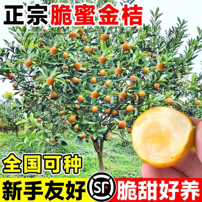 金桔树树苗四季脆皮可食用果树苗