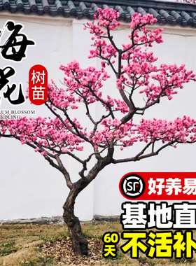 梅花树苗庭院盆栽室外耐寒冬梅红梅腊梅地栽开花盆景四季花卉植物