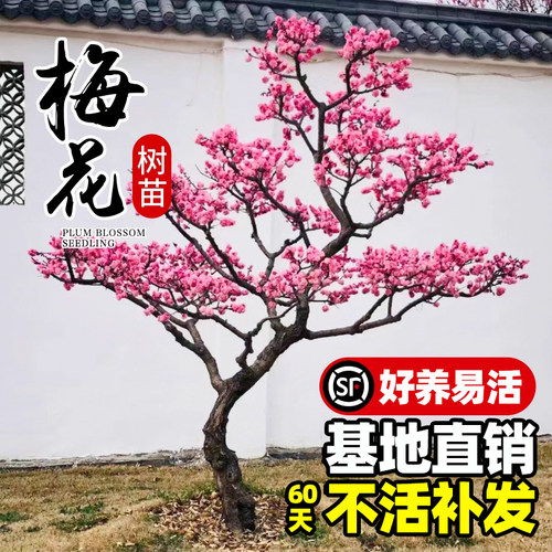 梅花树苗庭院耐寒浓香地栽盆景