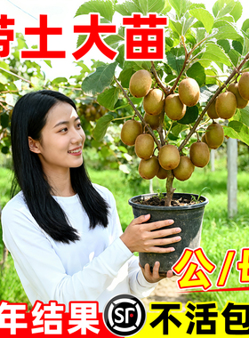 红心猕猴桃树果苗当年结果公母同株徐香黄心嫁接果树苗带土大苗