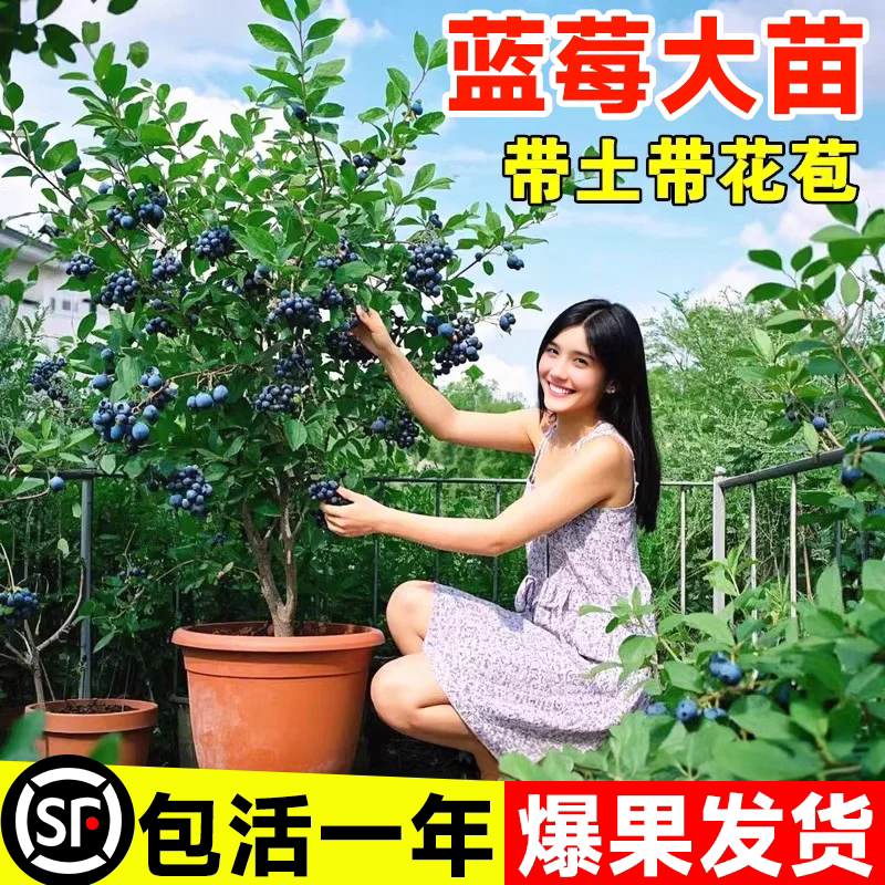 蓝莓树果苗特大号当年结果f6蓝莓北方种植耐寒带果四季盆栽果树苗